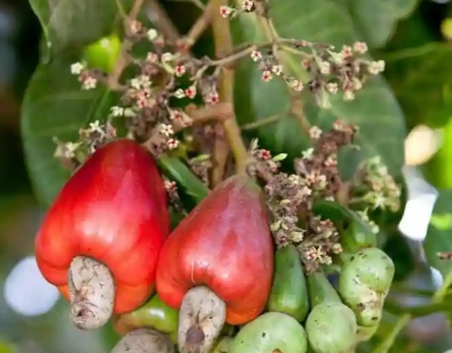 Brief history of the formation and development of cashew nuts in Vietnam - Lược sử hình thành và phát triển của hạt điều tại Việt Nam